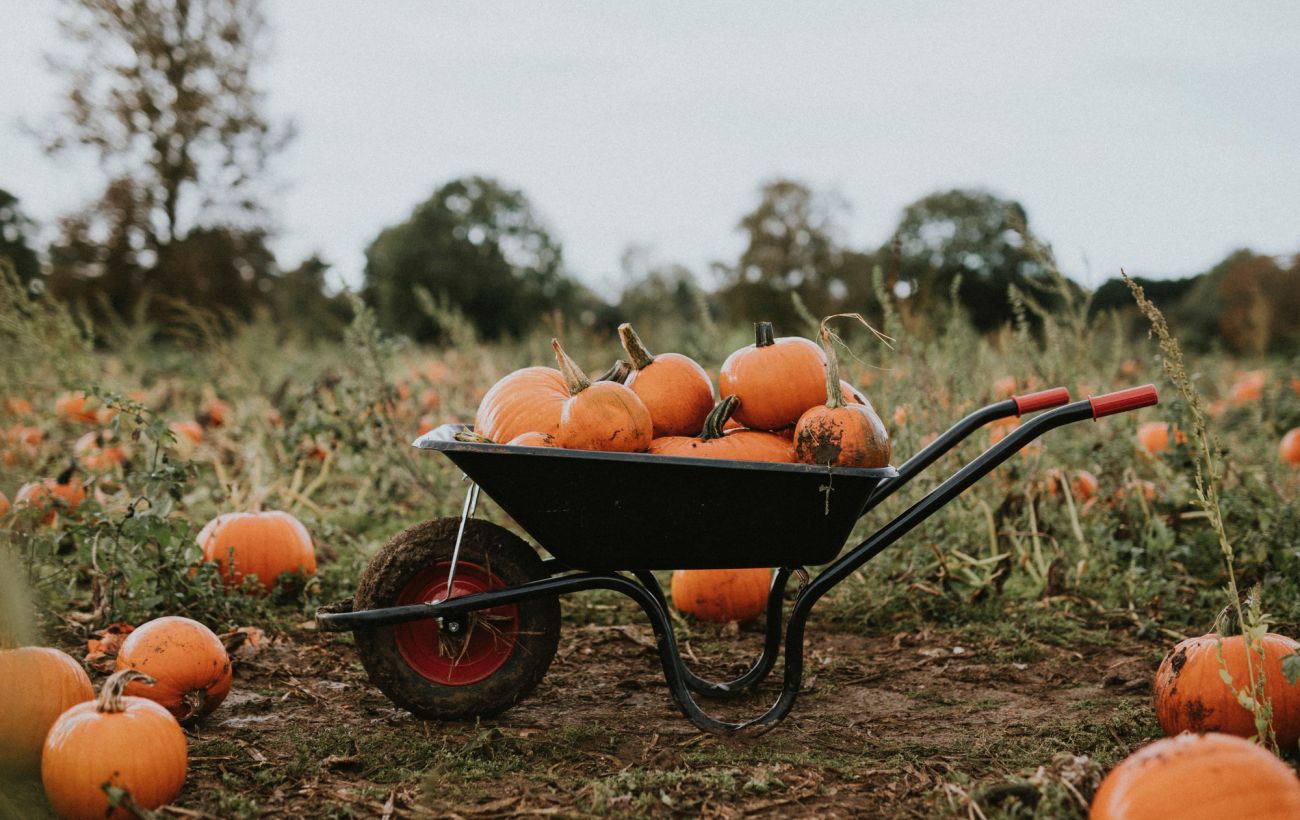 Місячний календар городника на листопад 2025 року: коли і що робити з рослинами