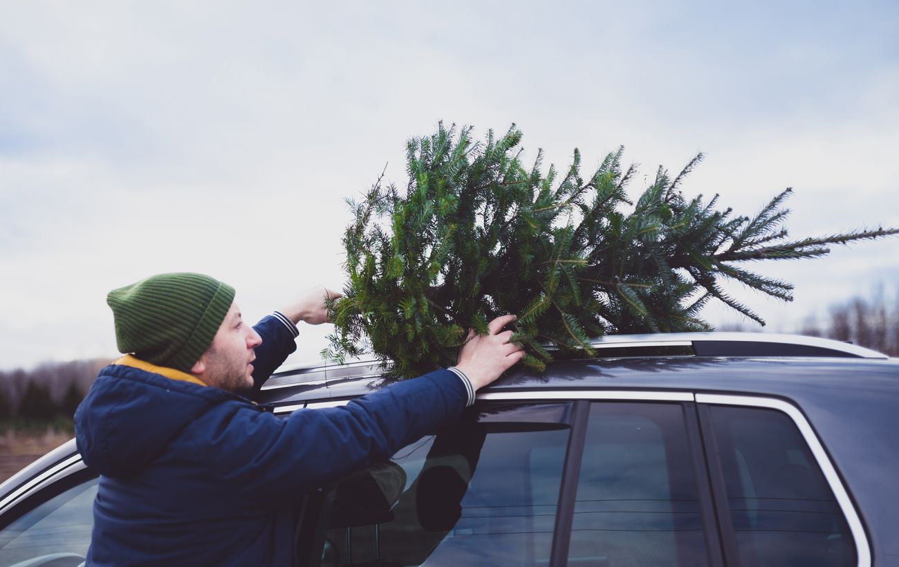 В Україні починають продавати новорічні ялинки: скільки коштують у різних регіонах