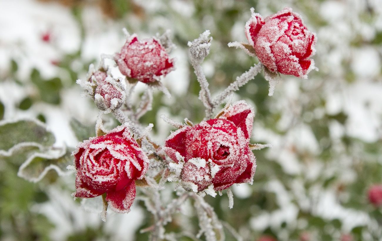 Простий трюк узимку врятує троянди від загибелі: що потрібно зробити вже в січні