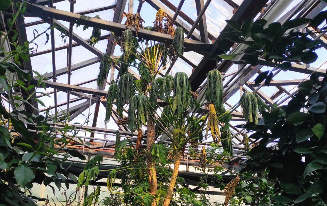 Без світла і тепла: у ботсаду Гришка опинились під загрозою оранжереї з тропічними рослинами