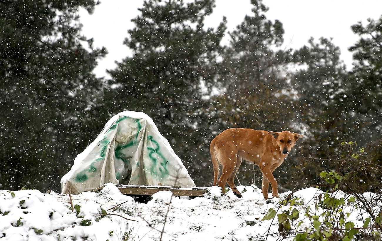 Морози небезпечні для всіх: як допомогти тваринам і птахам взимку, щоб не нашкодити