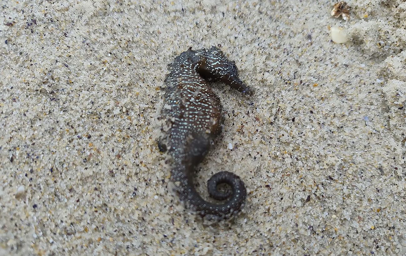 В Одесі зафіксували масовий викид морських коників: що кажуть екоінспектори