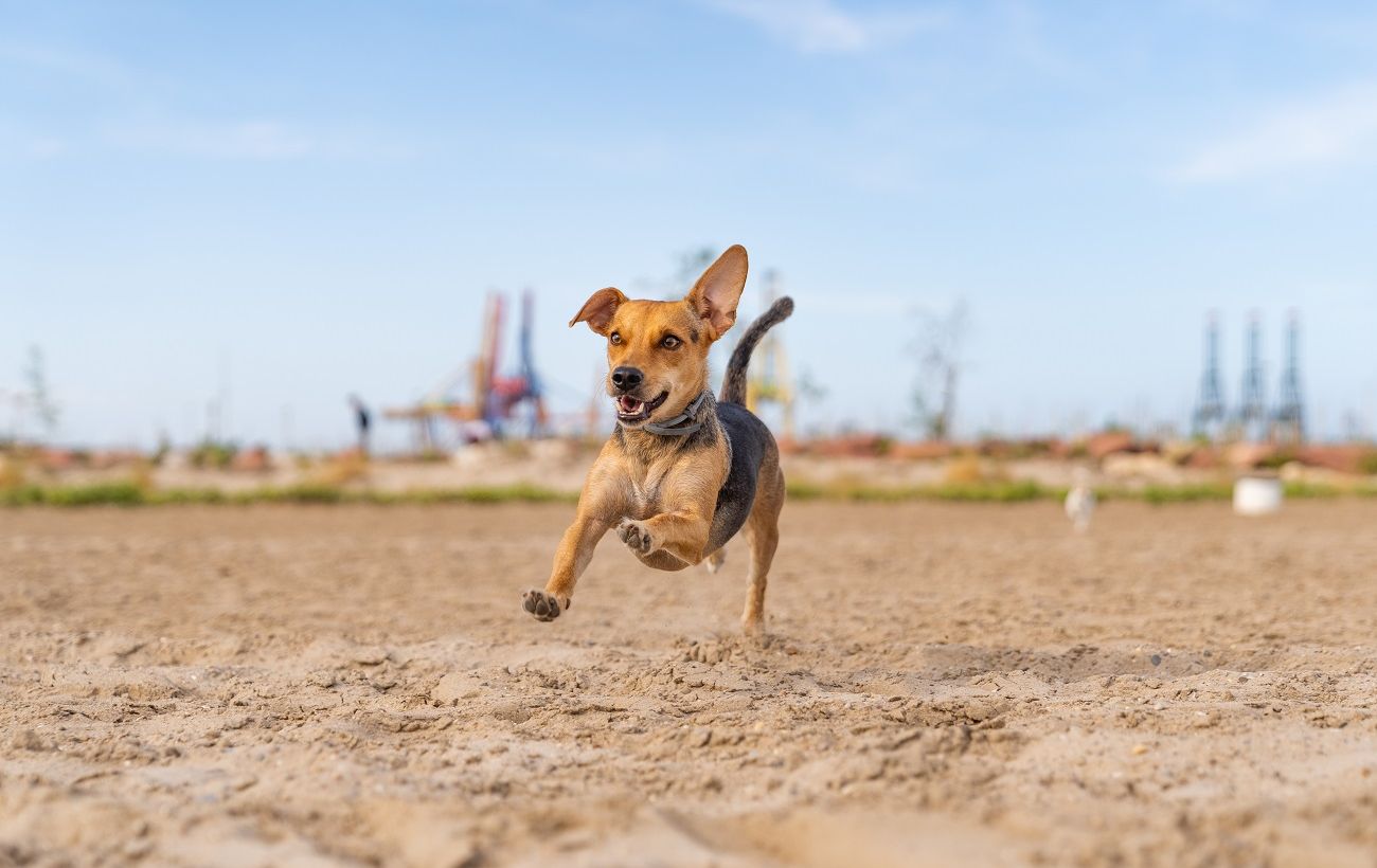 Собака ігнорує поклик? Секретний трюк, який змусить улюбленця миттєво підбігати