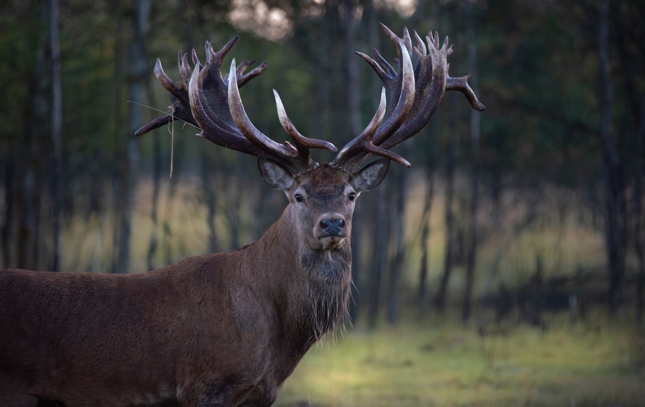 Руні більше немає. Кілер зухвало вбив знаменитого оленя з Книги рекордів України: всі деталі