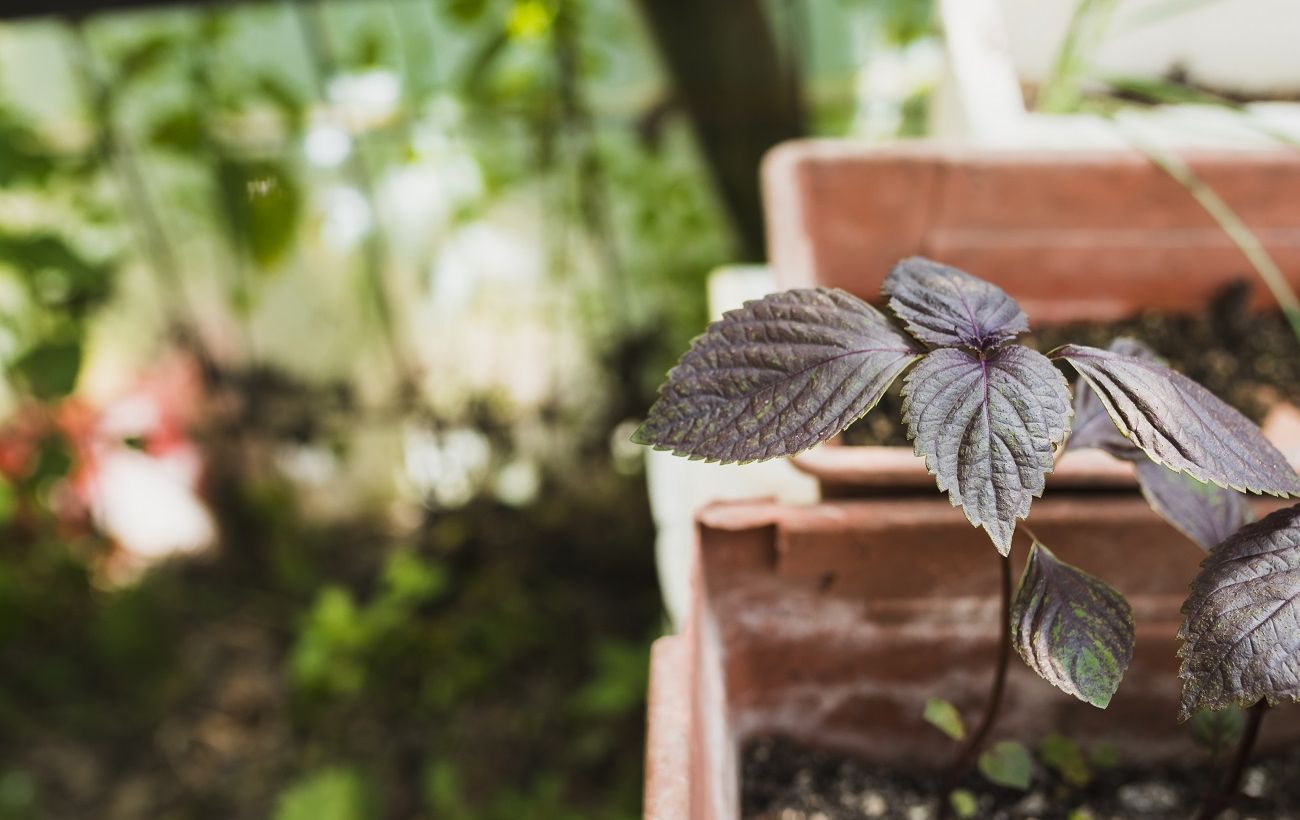 Не ризикуйте врожаєм: 5 справ, які потрібно зробити вже у лютому на городі