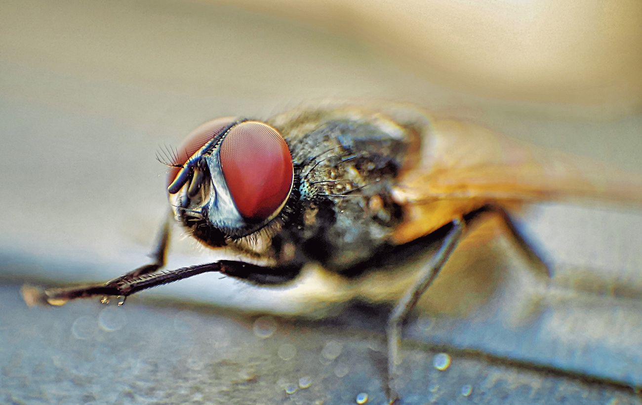Куди зникають комарі взимку і чи переживуть таргани "ядерку": 5 неочевидних фактів про комах