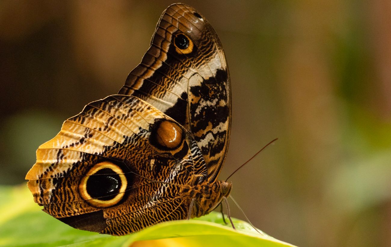 "Фальшиві очі": ентомолог пояснив, навіщо метеликам візерунки на крилах