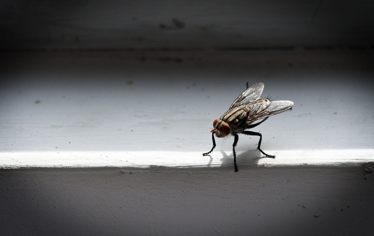 Загибель чи сплячка? Як насправді зимують комарі з мухами і де ховаються