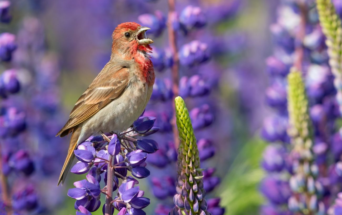 Таємний спектр: вчена пояснила, чому птахи бачать світ набагато кольоровішим за людей
