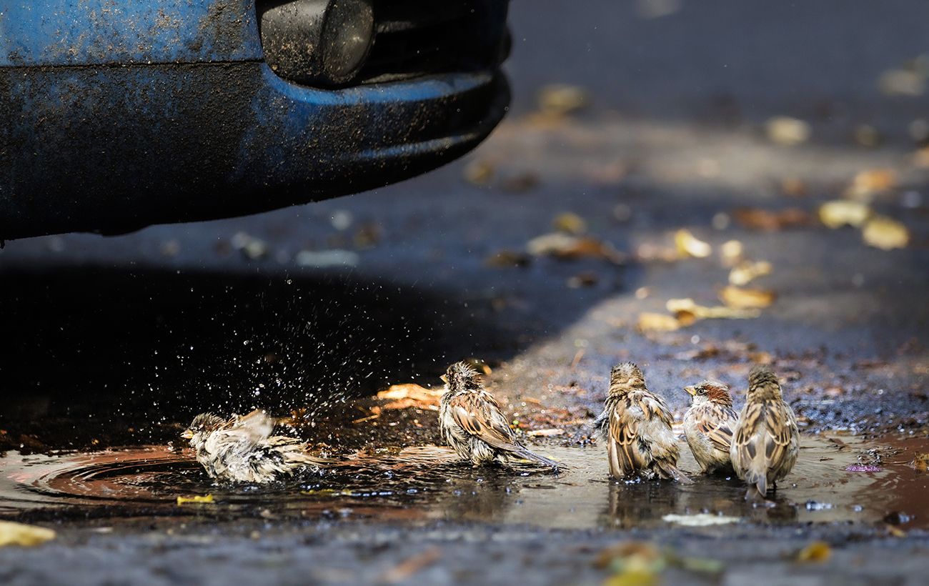 Звичні сусіди зникають: як клімат впливає на птахів України і хто вже "переселився"