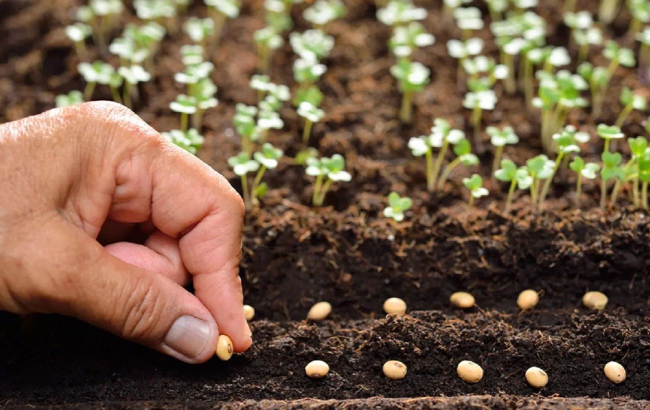 Три обов’язкові роботи, які треба зробити в саду в березні для збереження врожаю
