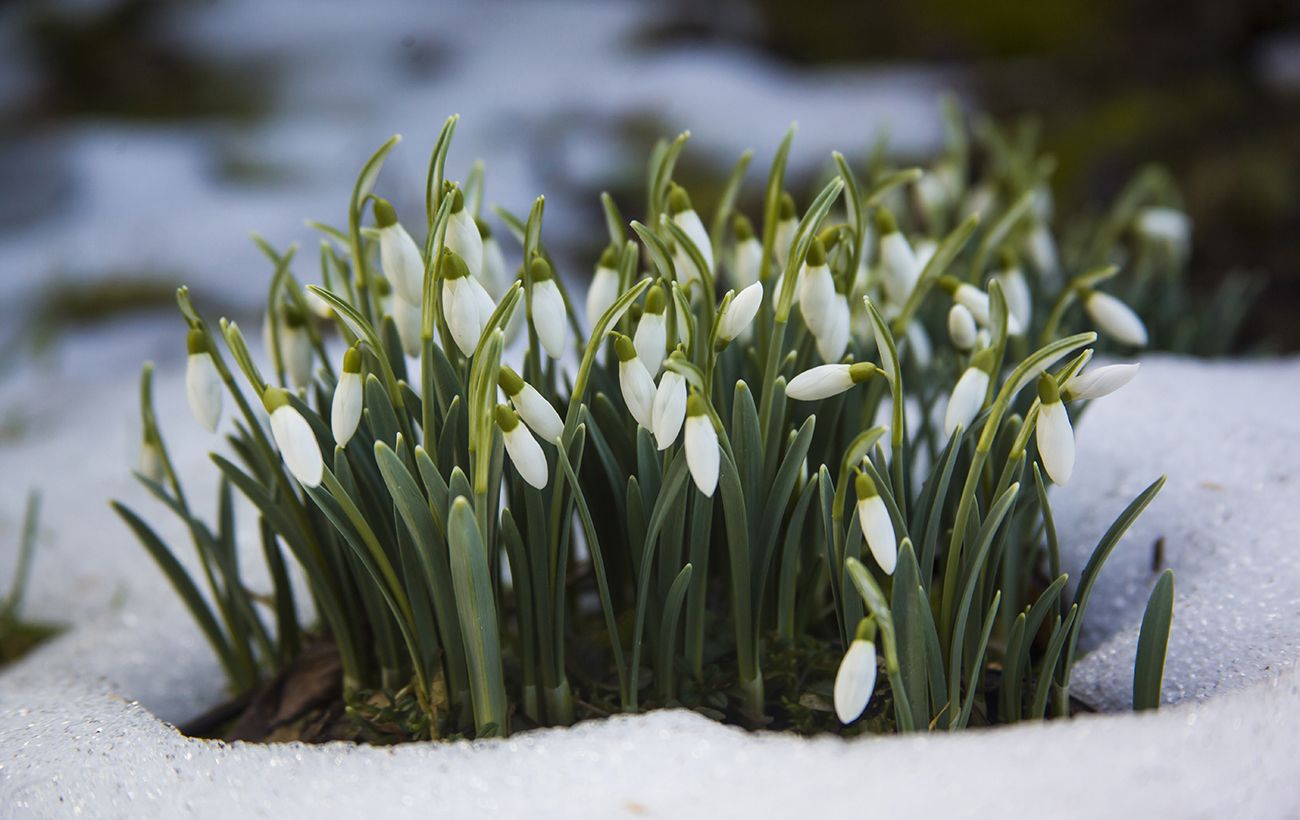 Проліски за 3600 гривень: які штрафи загрожують українцям за продаж первоцвітів