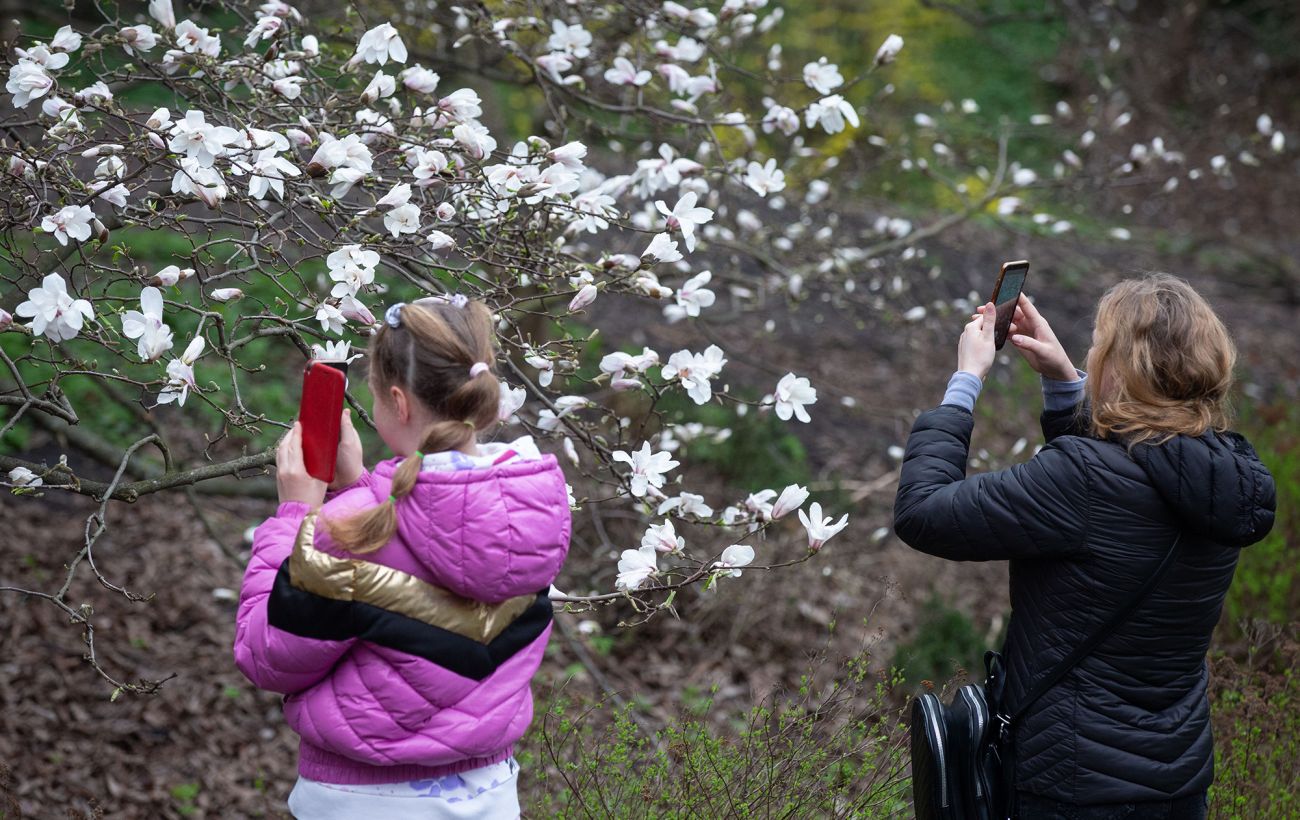 Чи перемерзли магнолії у Києві: у Ботсаду на "Університеті" зробили заяву щодо цвітіння