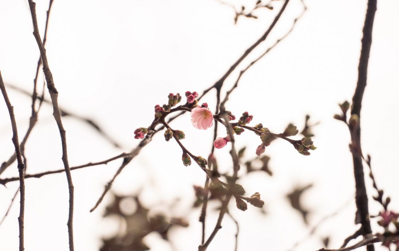 У Мукачеві розквітла "шалена" сакура: коли буде пік сезону