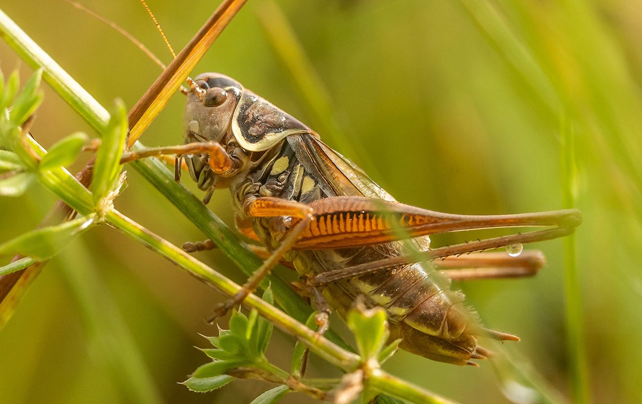 "Чужинці" з півдня, екоцид та криза запилювачів: що відбувається з комахами в Україні