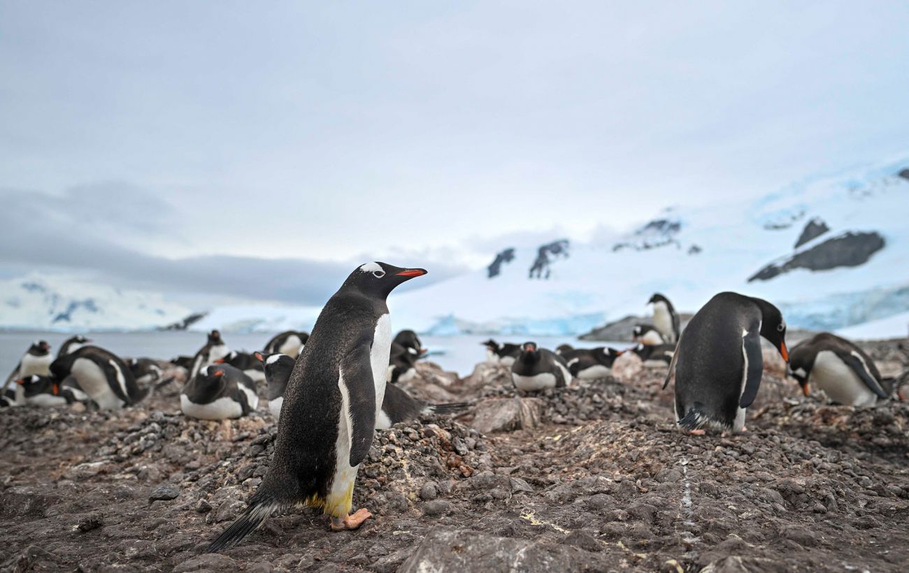 Непроста математика: як українські полярники рахують тисячі пінгвінів в Антарктиці (відео)