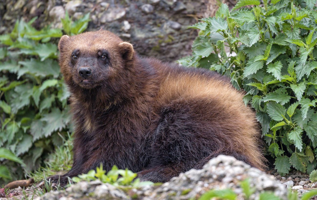 Тюлень-монах, тур і навіть росомаха: 10 "українських" тварин, які зникли назавжди