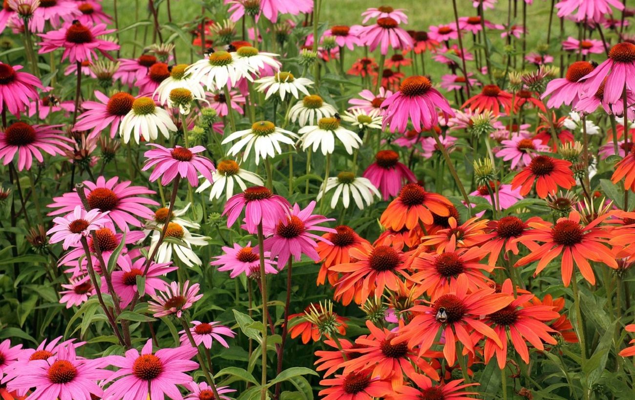 Посадіть її до кінця березня: квітка, яка зробить ваш сад розкішним уже влітку