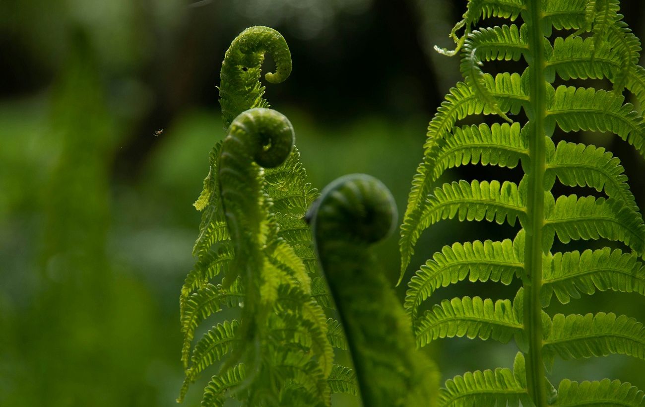 Секрет пишних папоротей: що обов’язково зробити у березні, щоб рослина ожила після зими