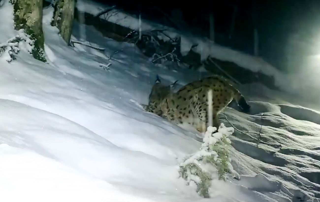 Рись без кордонів: фотопастки у Карпатах зафіксували "гіперактивного" хижака