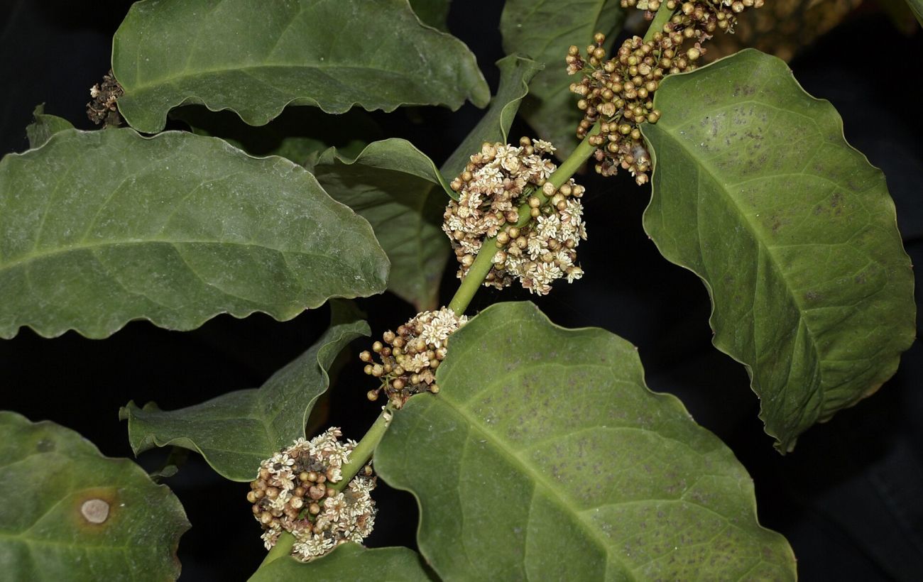 Не орхідеї: вчений розповів, яка квітка є насправді найдревнішою на світі