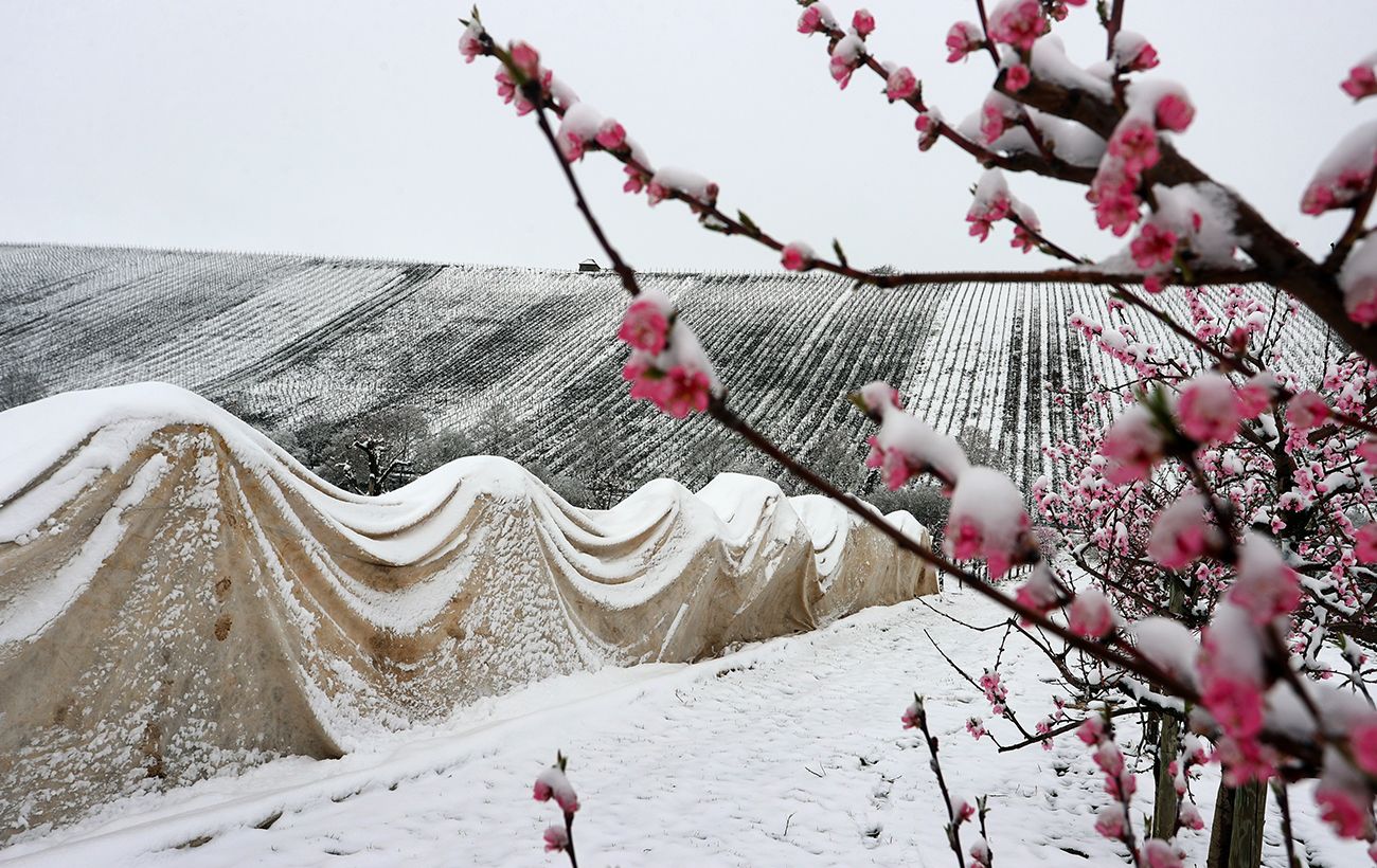 Від +25 до льодяної крупи та снігу: як аномальні "стрибки" погоди у квітні вплинули на врожай