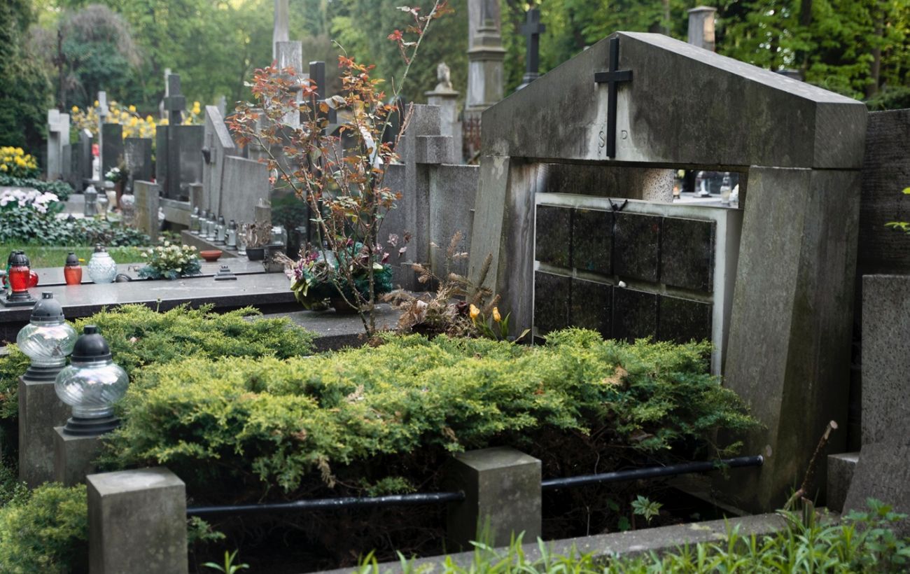 Замість пластику - жива пам'ять: ці невибагливі рослини можна посадити на кладовищі