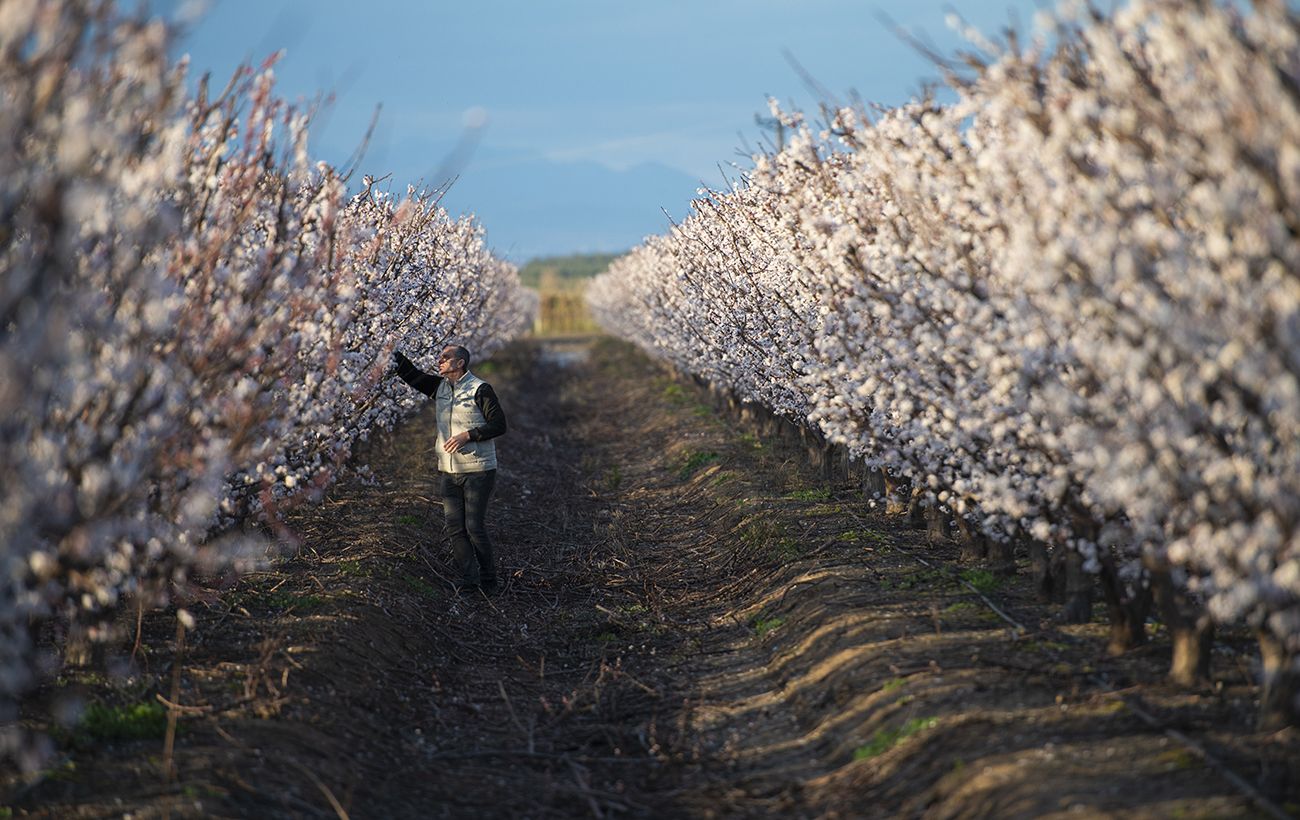 Ночі "вдарять" по квітучих деревах: яким областям України чекати заморозків і коли (карта)