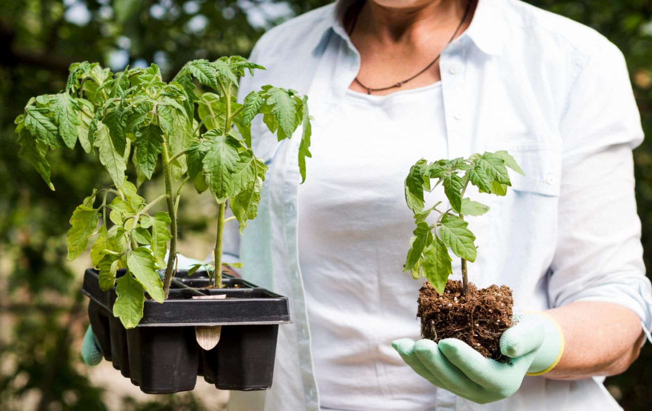 Розсада буде рости краще: ось коли потрібно висадити у ґрунт