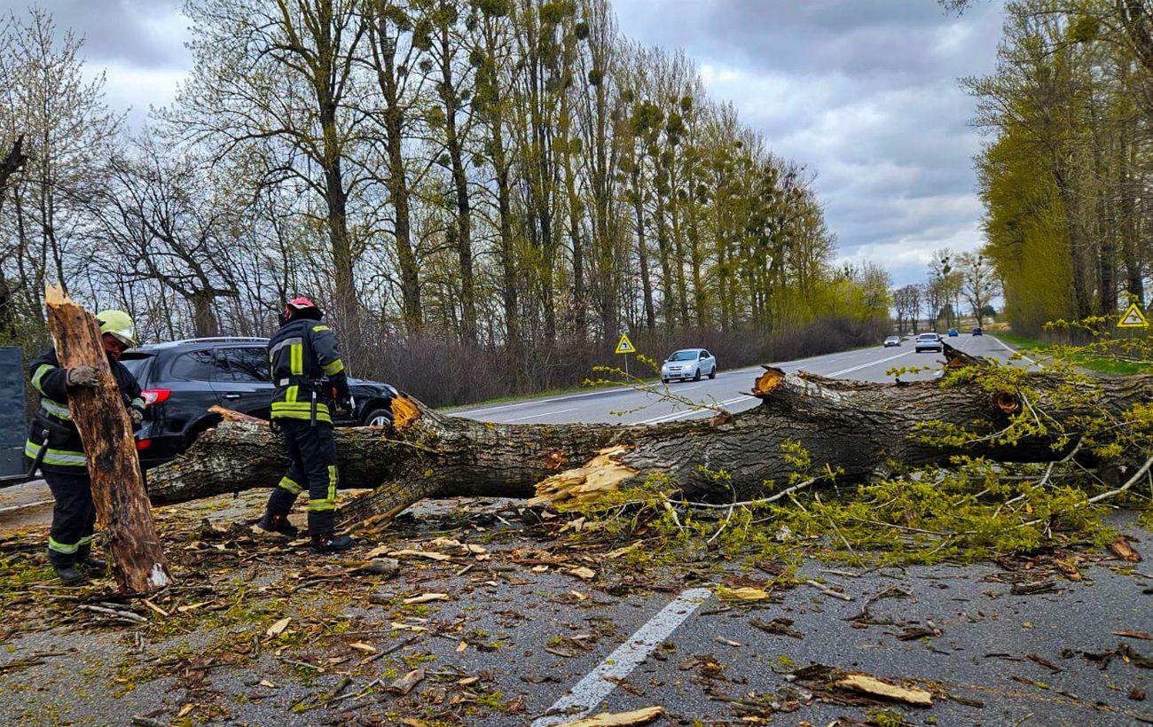 "Деревопад" і гілки на дротах: де в Україні шквальний вітер наробив біди (фото)