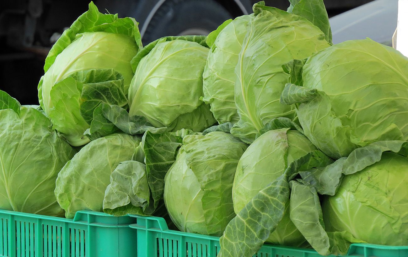 Першу "місцеву" ранню капусту продають в Україні пізніше, ніж торік: чи б'ють ціни по гаманцю
