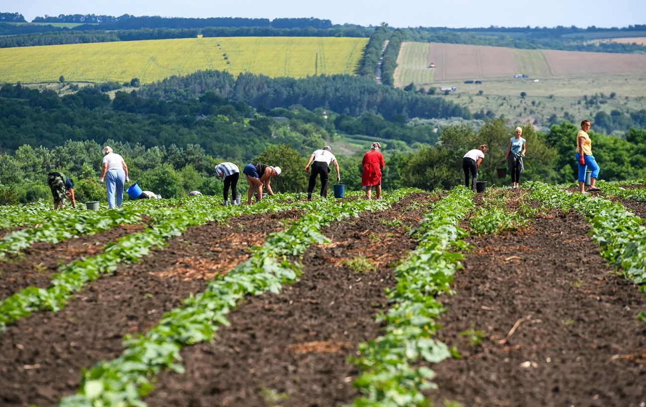 Культури зміщуються на північ: що буде з врожаєм в Україні через зміни клімату